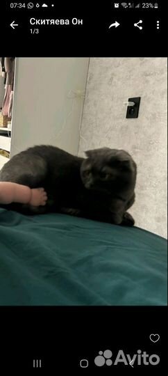 Отдам кота в добрые руки