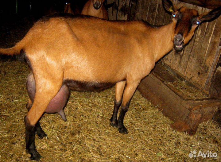 Дойная чешская коза