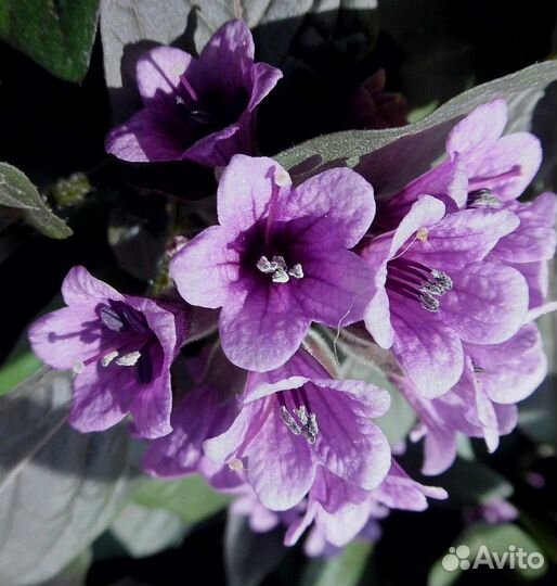 Физохлайна(пузырница)