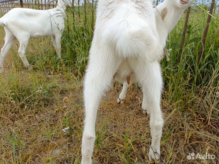 Зааненская коза