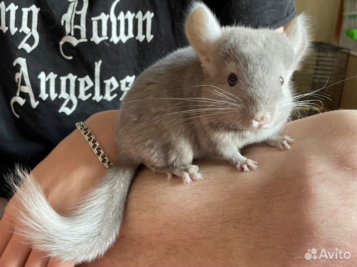 Ручная шиншилла 3 месяца