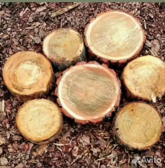 Кора лиственницы и сосны