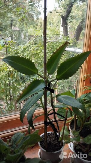 Каланхое лечебное