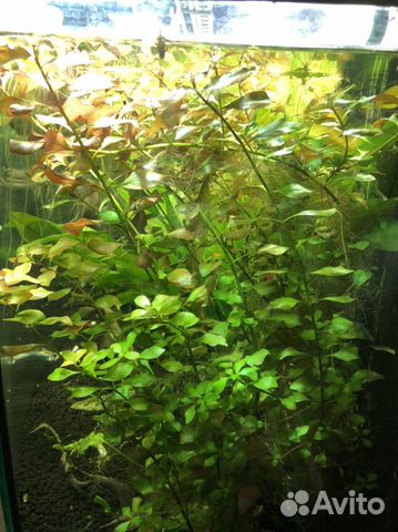 Аквариумное растение