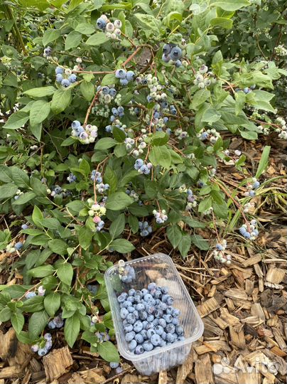 Рассада клубника. Голубика. Малина