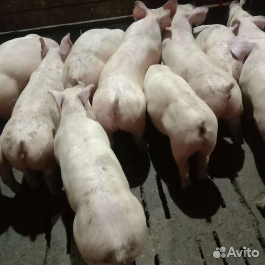 Поросята Трёхпородные, финальный гибрид. Дацкие