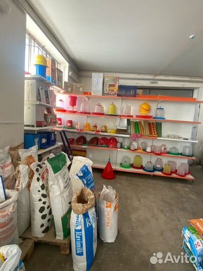 Семена горчицы 2 сорт