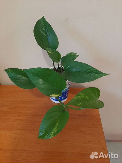 Сингониум Три сорта