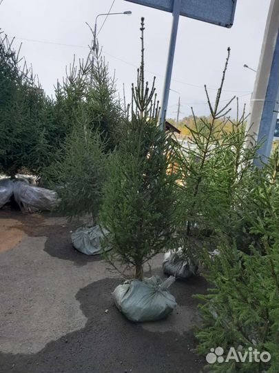 Ель зеленая