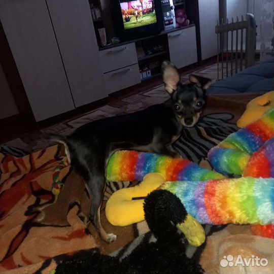 Мини той-терьер вязка