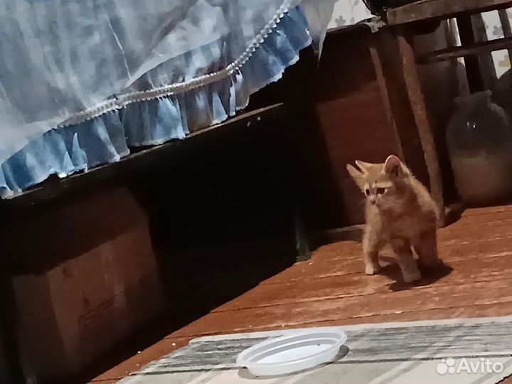 Котята отдам в добрые руки бесплатно