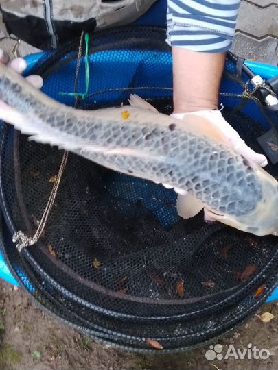 Карп Кои. Малек