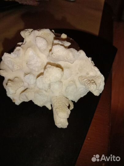 Кораллы раковины и камни для аквариума