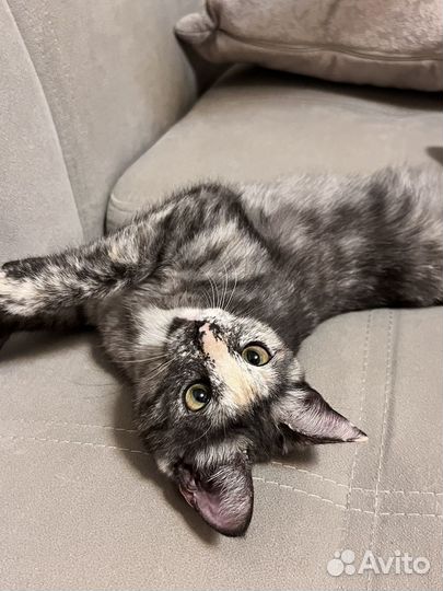 Котенок девочка 3,5 месяца