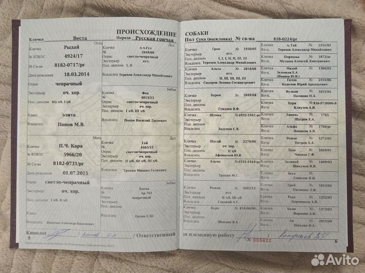 Щенки Русской гончей