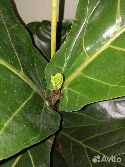 Фикус лирата колумнарис