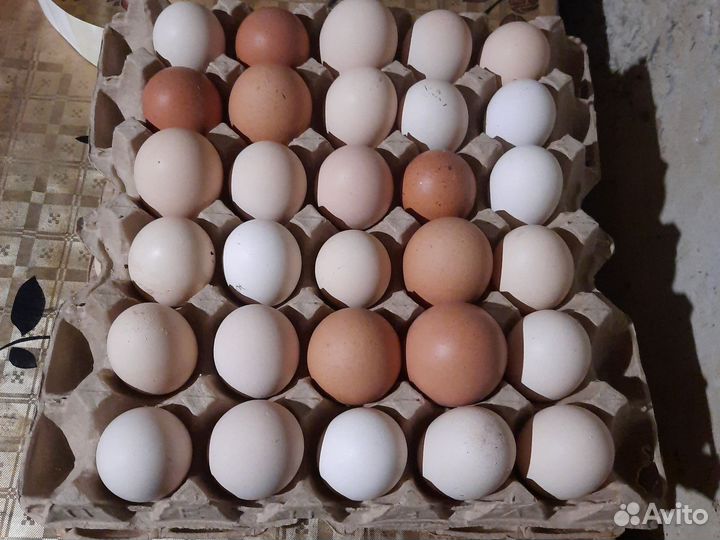 Домашние куриные яйца