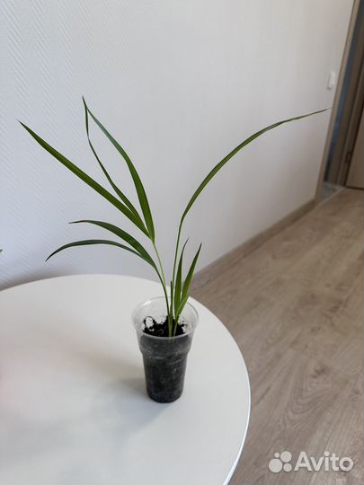 Пальма арека