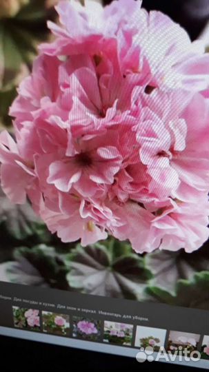 Пеларгония герань