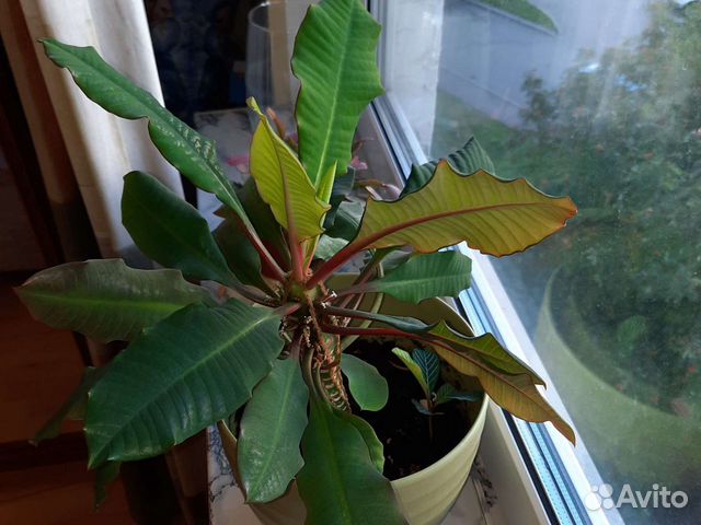 Молочай комнатный купить в Москве | Товары для дома и дачи | Авито