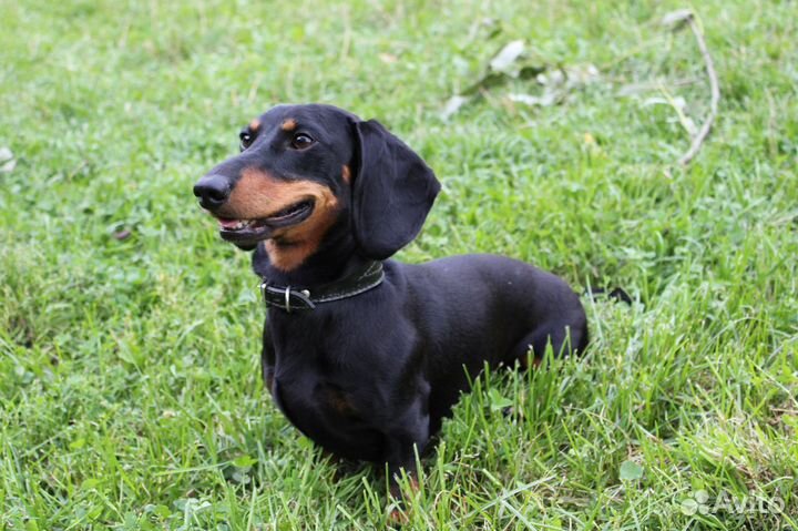 Такса миниатюрная. Вязка