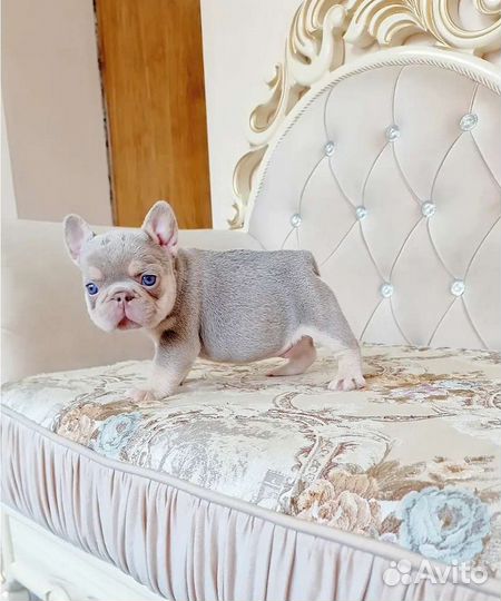 Шикарный мальчик isabella NEW shade