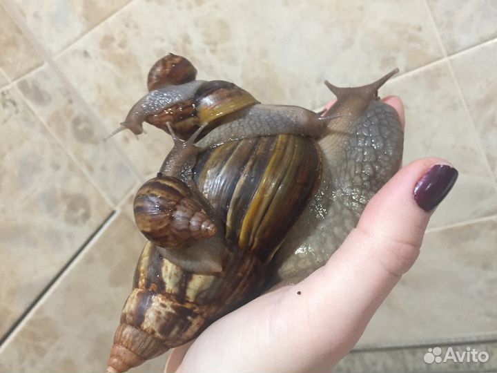 Гигантские африканские улитки ахатины