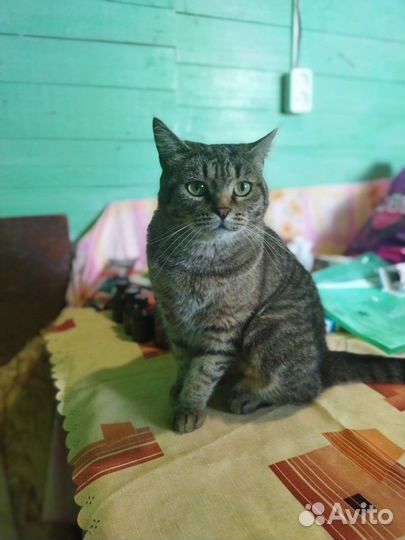 Кошка в добрые руки