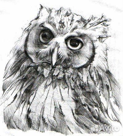 Сова. Филин. Картины