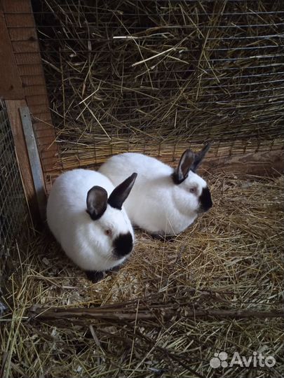 Калифорнийские кролики