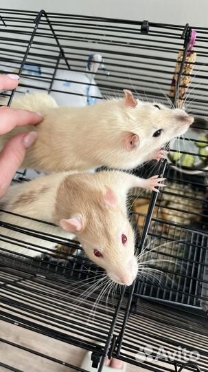 Декоративная крыса с клеткой