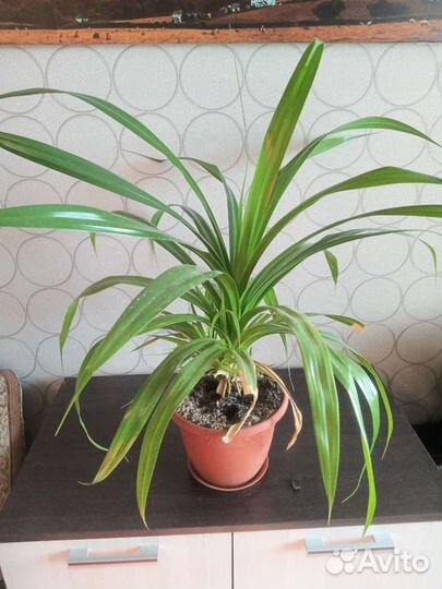 Пальма панданус