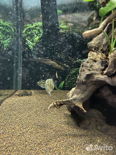 Тетраодон восьмерка, анциструсы(пара)