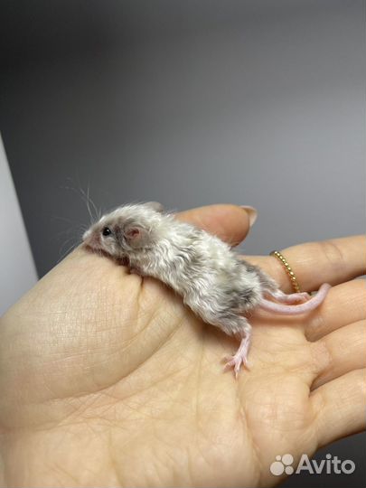 Декоративные мышки тексель кудрявые