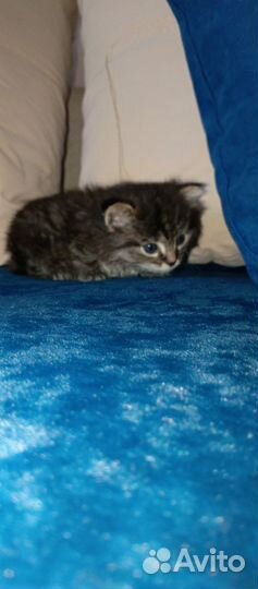 Кошечка котенок, курбоб