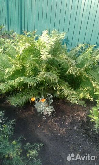 Папоротник