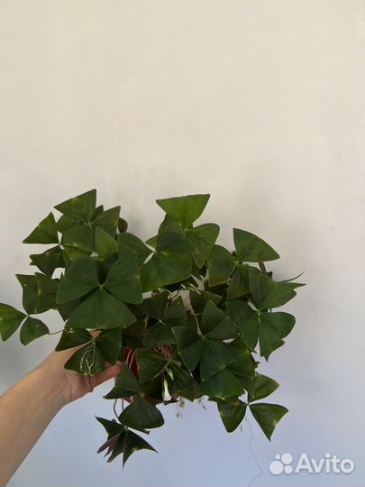 Кислица оксалис