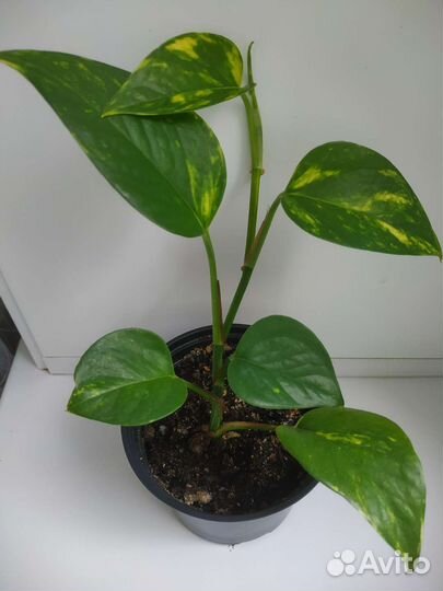 Комнатные цветы