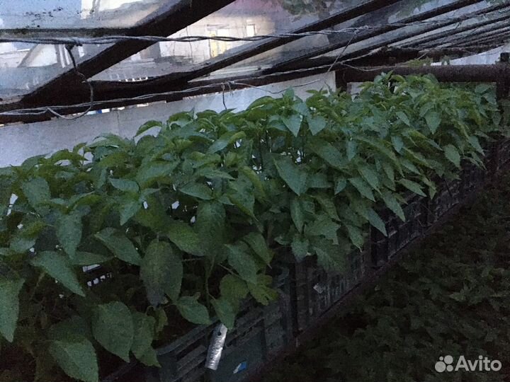 Рассада перца