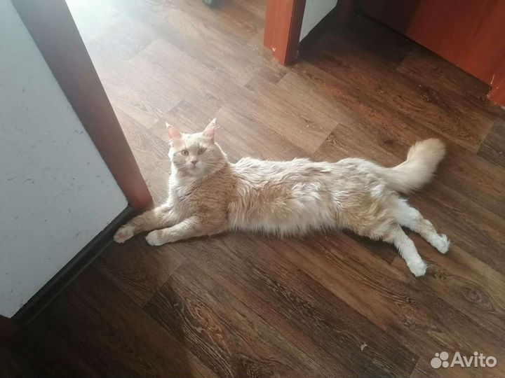 Вязка кошки мейн-кун