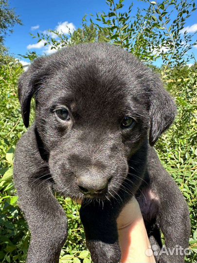 Мальчики и девочки