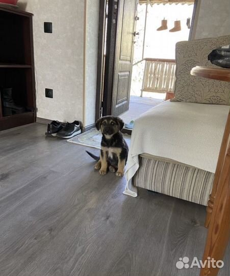 Щенок в добрые руки