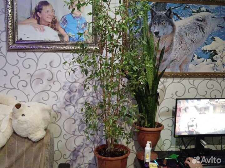 Комнатные цветы