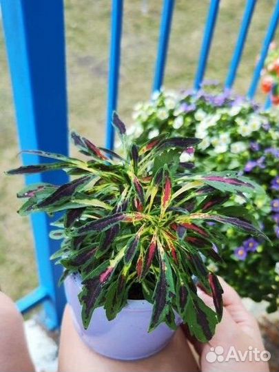 Колеус вегетативный Fancy feathers pink