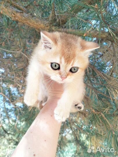 Красавец кот