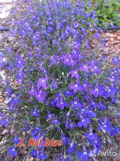 Лобелия вегетативная