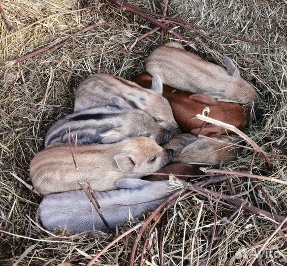 Поросята Венгерская Мангалица