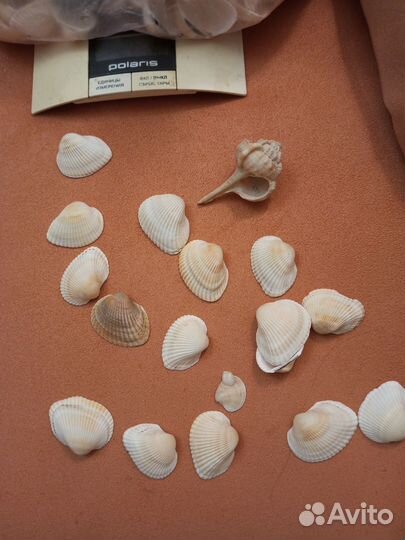 Ракушки для творчества