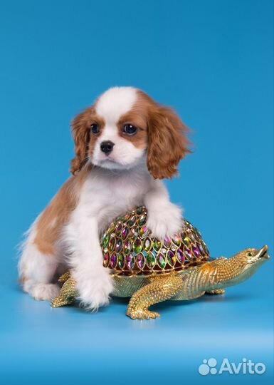 Щенки Кавалер кинг чарльз спаниель мини