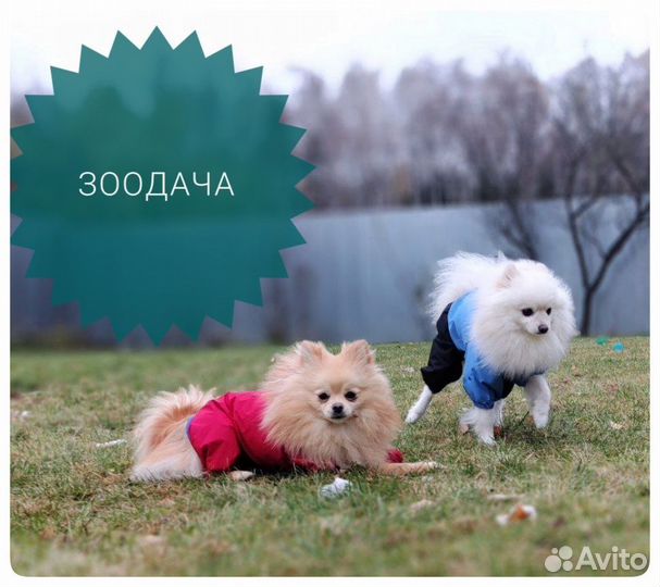 Передержка домашних животных